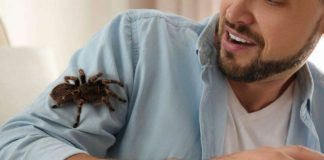 Perché ci sono tanti ragni in casa
