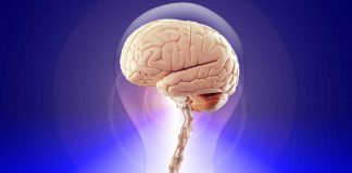 Il cervello e il genio