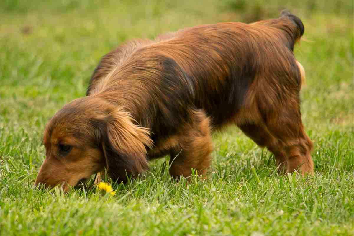 Cani riconoscono stress