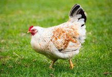 Gallina