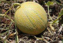 Coltivare il melone in casa é davvero semplice: ecco come