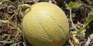 Coltivare il melone in casa é davvero semplice: ecco come