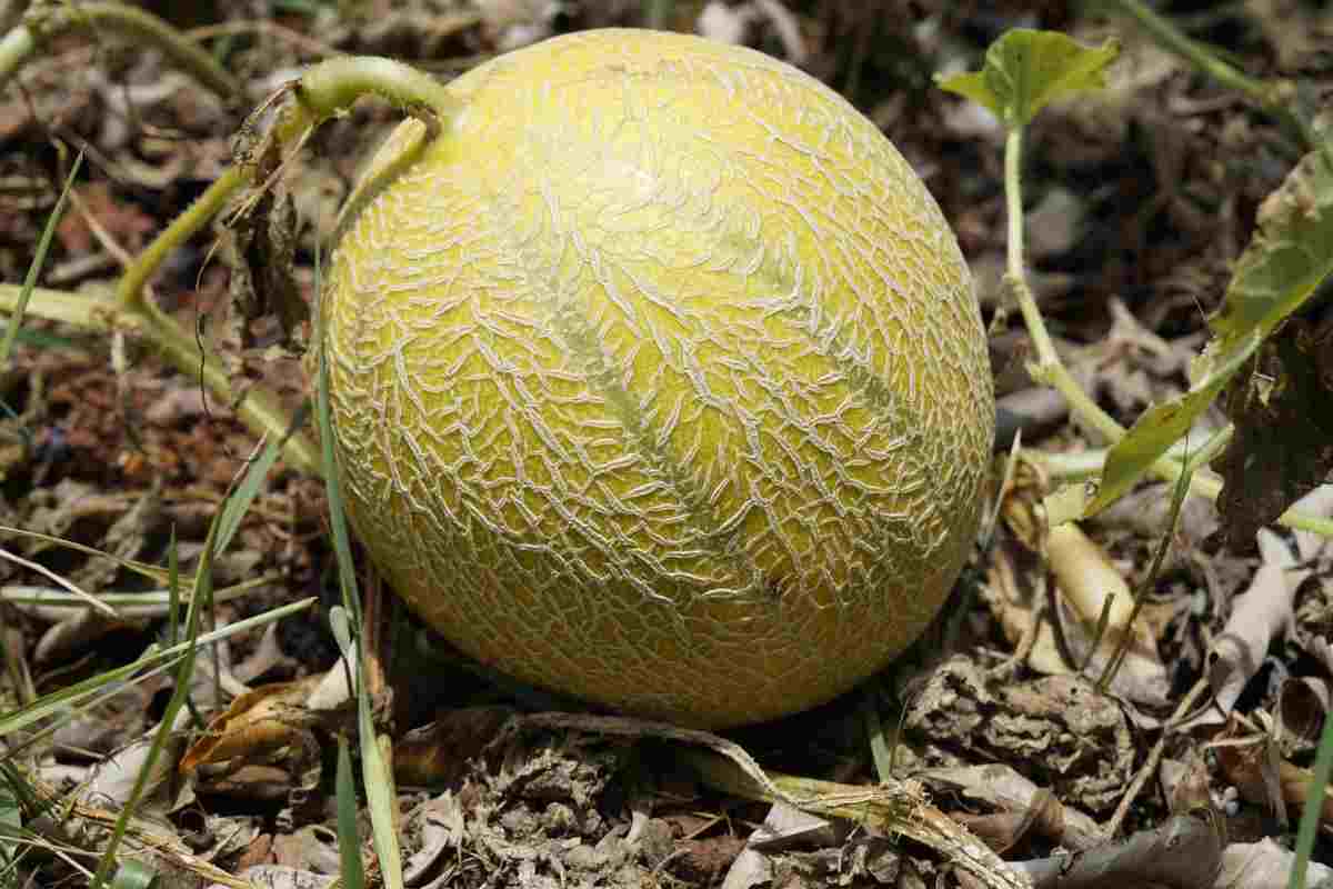 Coltivare il melone in casa é davvero semplice: ecco come