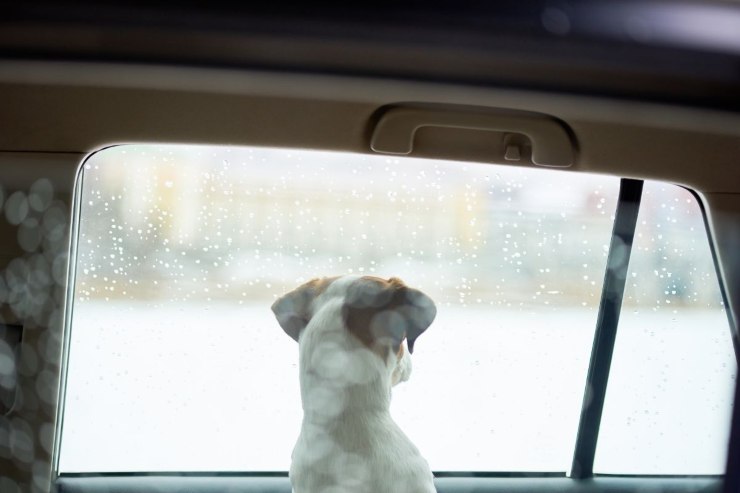 lasciare cane in auto sanzioni