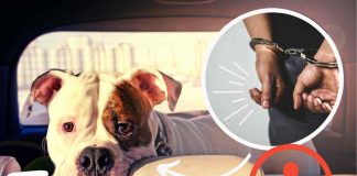 lasciare cane in auto guai con legge