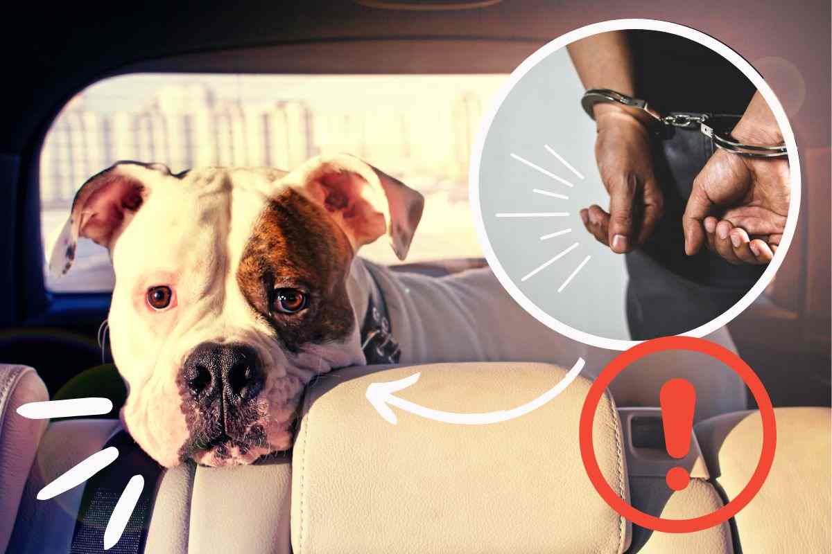 lasciare cane in auto guai con legge