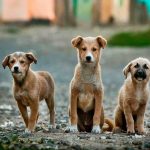 Cani di Chernobyl "modificati": è tutta colpa di Chernobyl