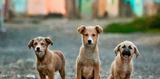 Cani di Chernobyl "modificati": è tutta colpa di Chernobyl