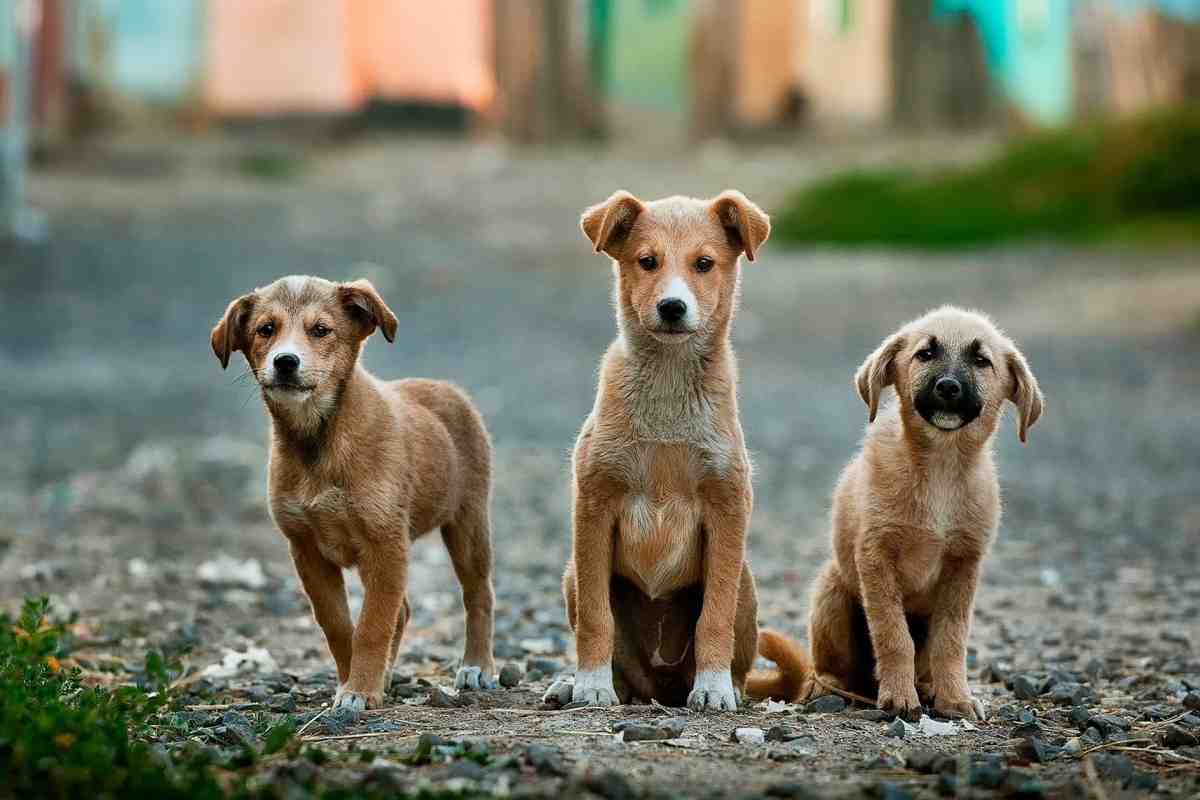 Cani "modificati": è tutta colpa di Chernobyl