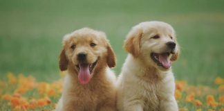 cani cuccioli