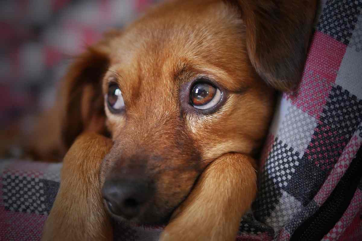 Il cucciolo di cane è qualcos'altro: la scoperta