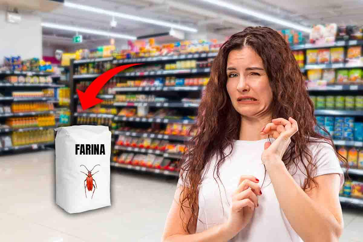 farine insetti novità decreti scaffali speciali