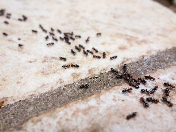 formiche rimedio naturale