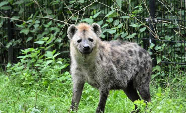 Iena ridens spacciata per cucciolo di cane