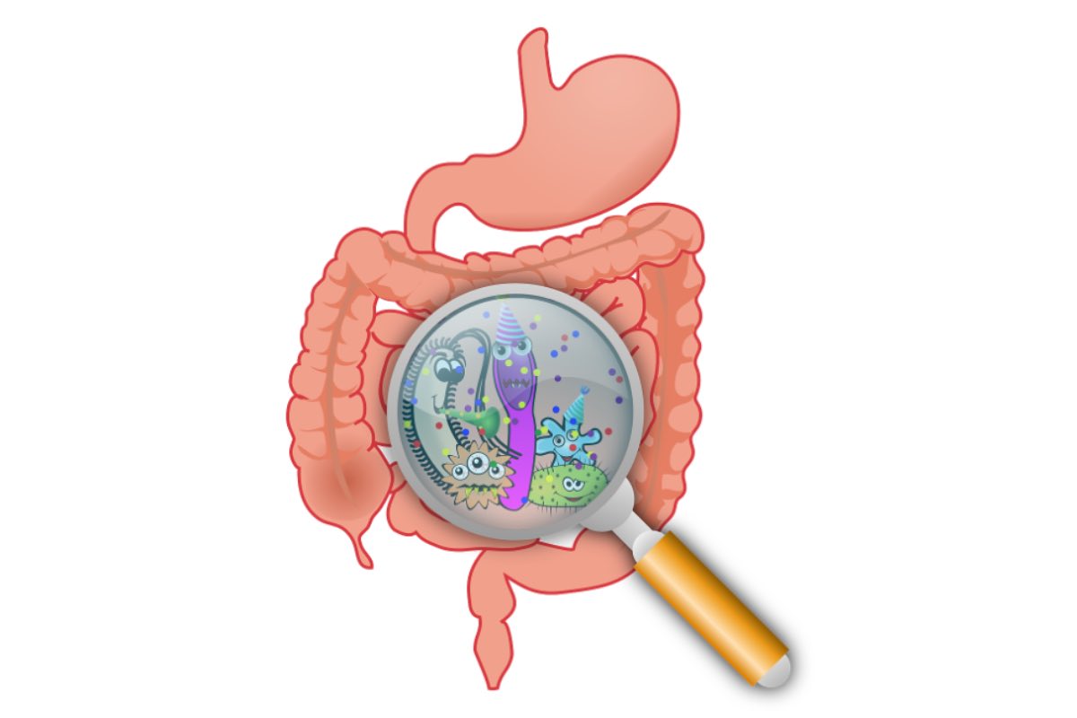 Microbiota intestinale antibiotici ed Alzheimer