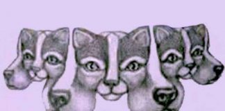 Test Visivo: quanti animali ci sono?