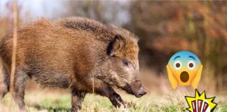 Le cose da non fare davanti ad un cinghiale