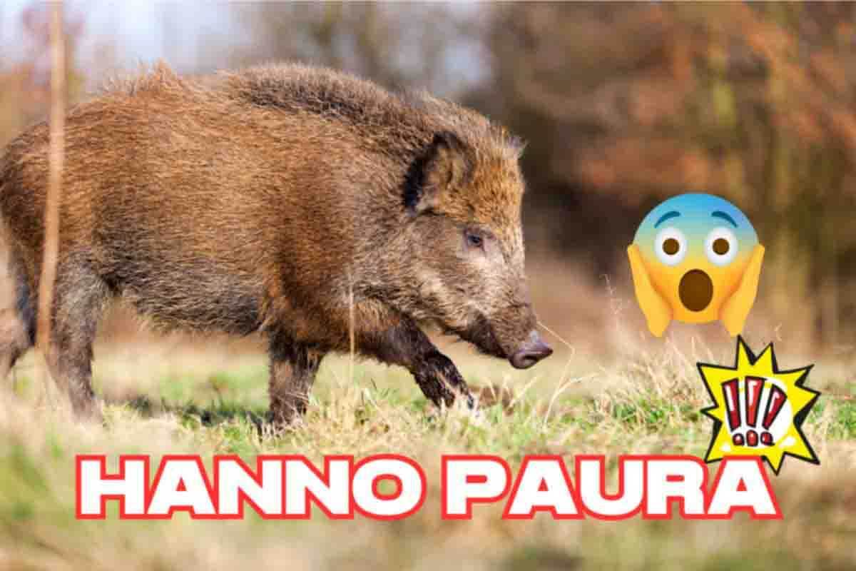 Le cose da non fare davanti ad un cinghiale