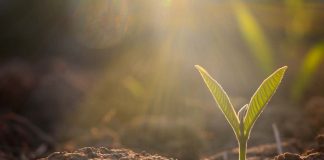 Le piante emettono suoni: la nuova scoperta scientifica lo prova