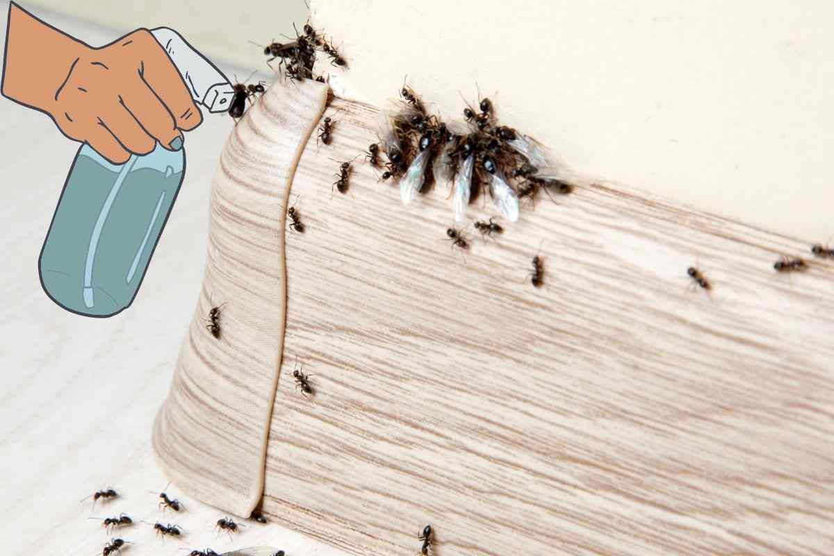 allontanare le formiche da casa