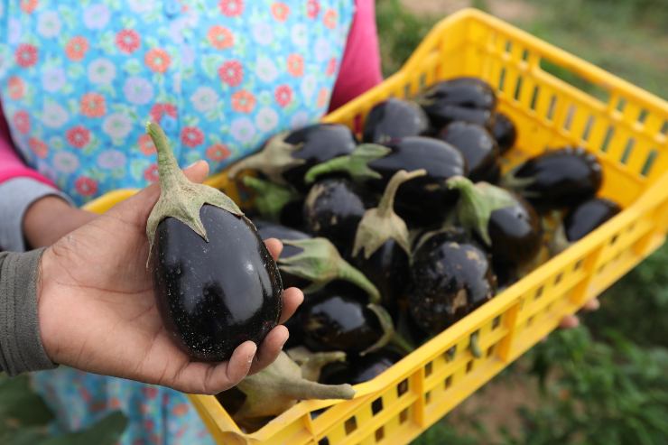 melanzane utili deliziose per la stipsi