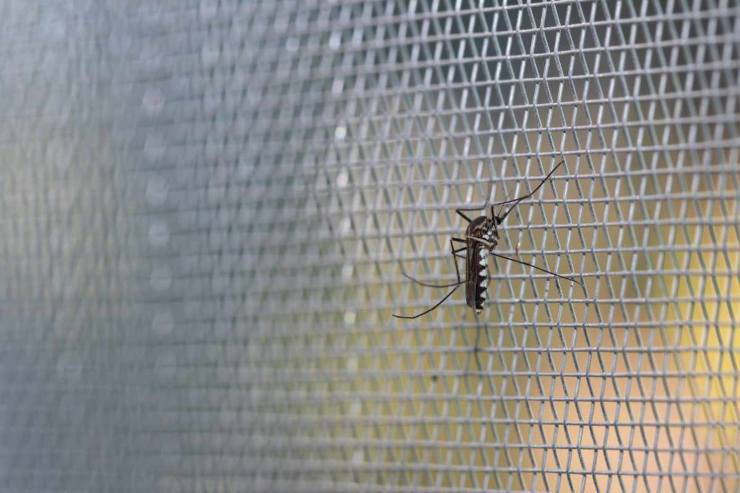 Addio mosche e zanzare: metodo infallibile