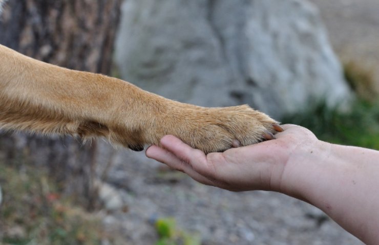 Spiegazione scientifica cani