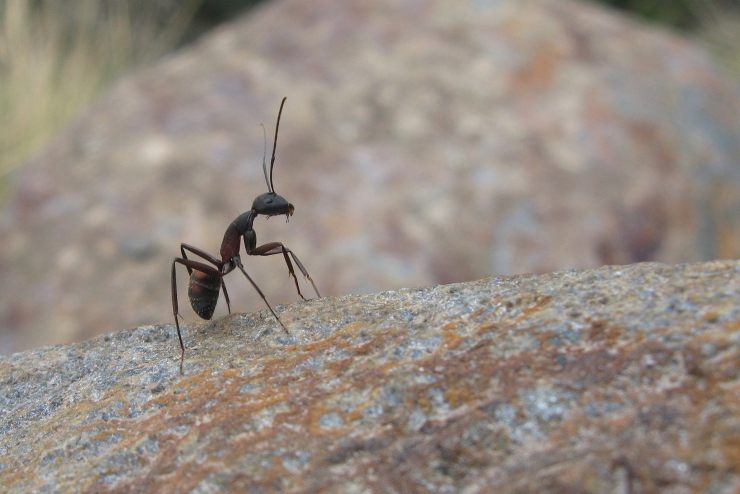 Alcuni rimedi naturali ed efficaci per allontanare le formiche da casa