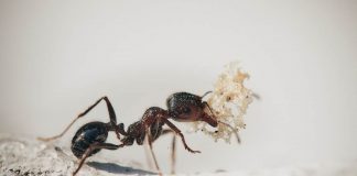 Rimedi naturali per allontanare le formiche da casa