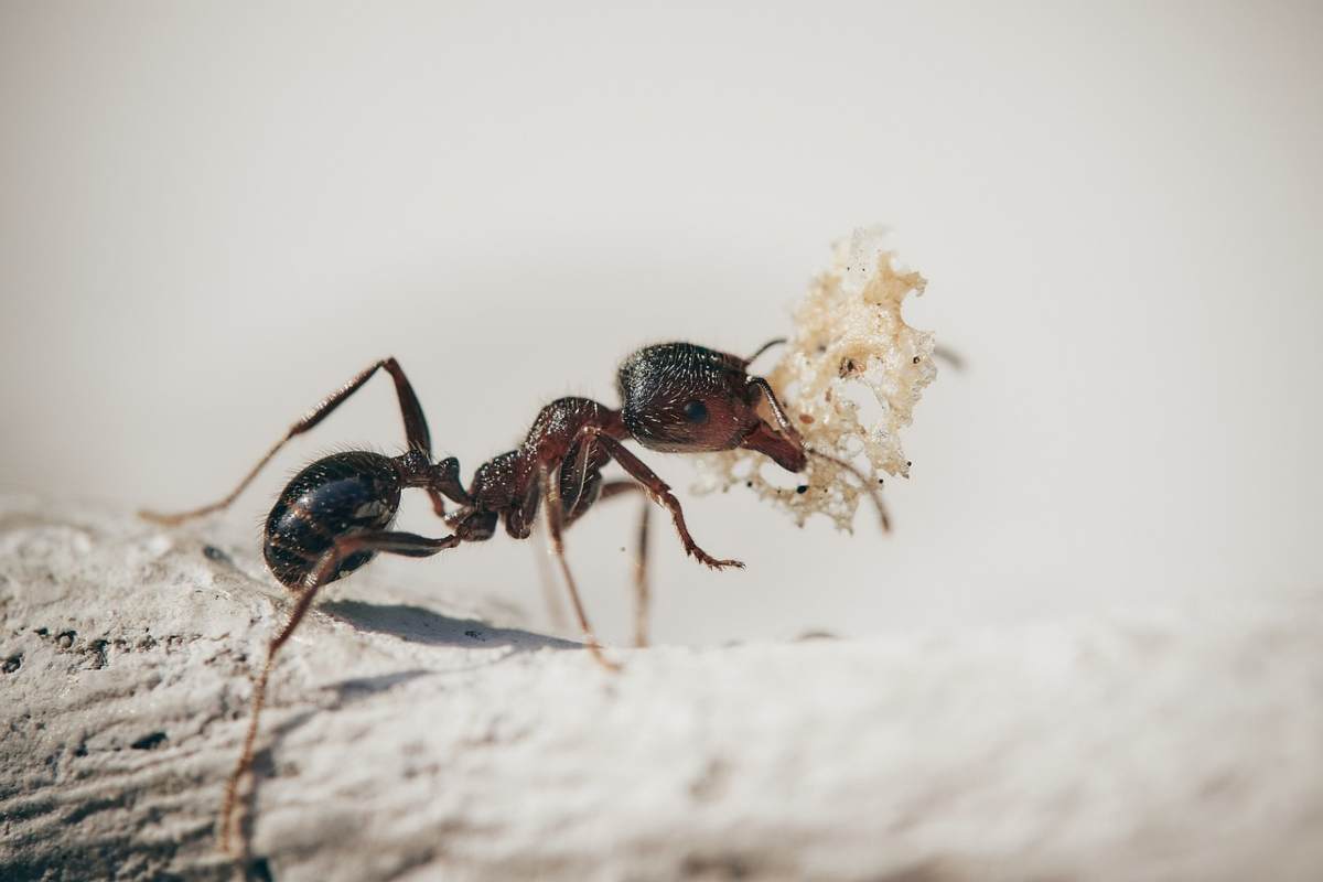 Rimedi naturali per allontanare le formiche da casa