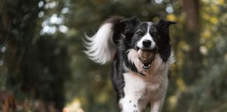 perché il cane ti scodinzola