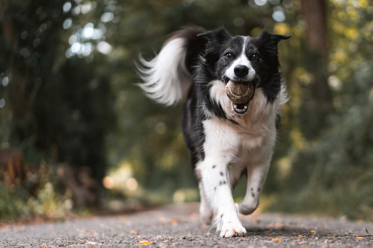 perché il cane ti scodinzola