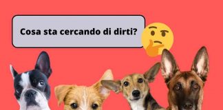 cani comunicano con le orecchie