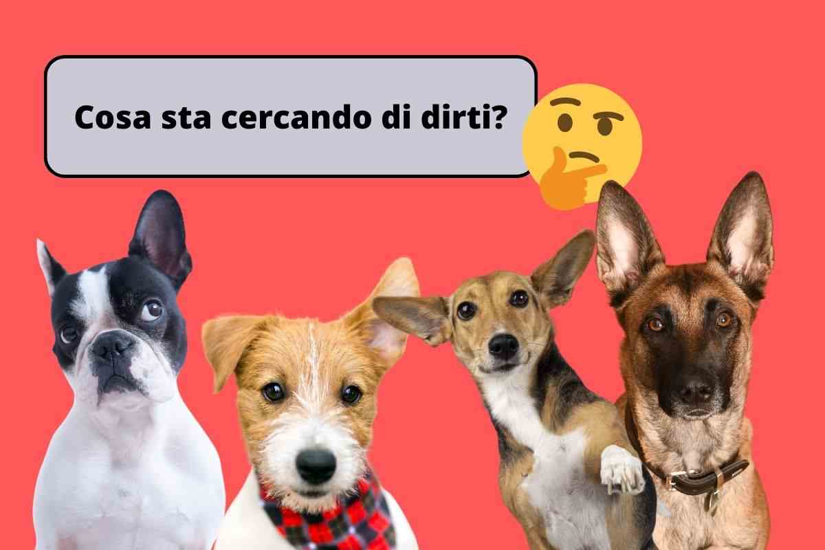 cani comunicano con le orecchie