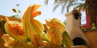 fiori di zucca fritti