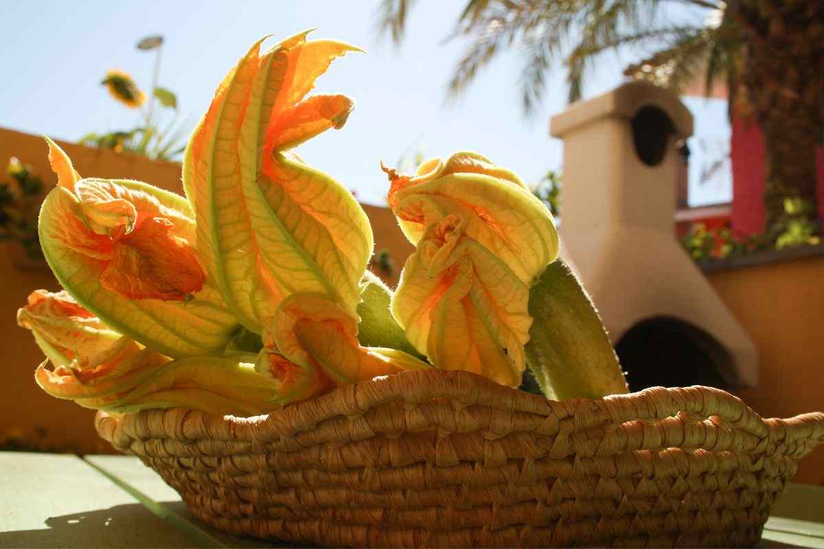 fiori di zucca fritti