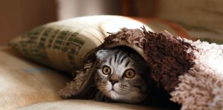 Gatto lasciato al marito incredibile cos'è successo