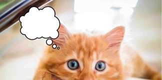 Gatto, cosa dice quando miagola