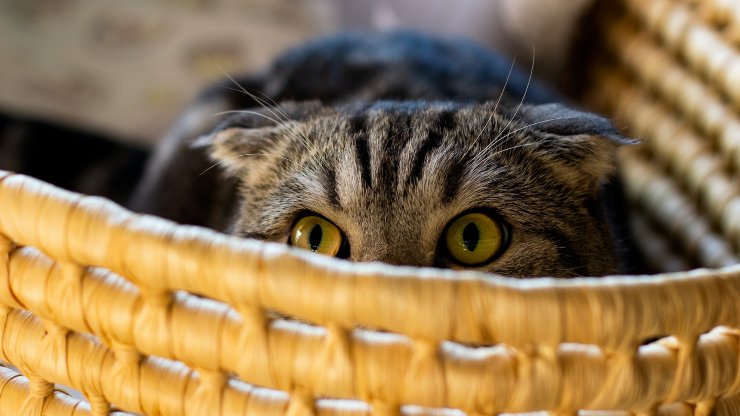 Gatto lasciato al marito incredibile cos'è successo