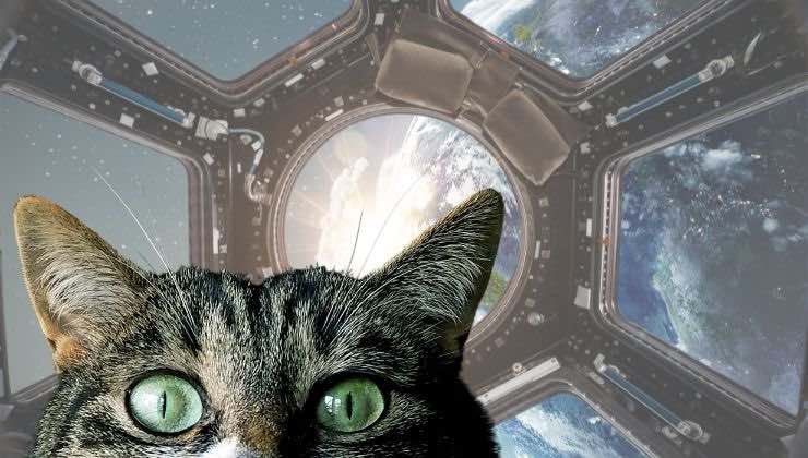 la gatta che viaggiò nello spazio