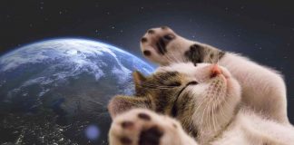 la gatta che viaggiò nello spazio