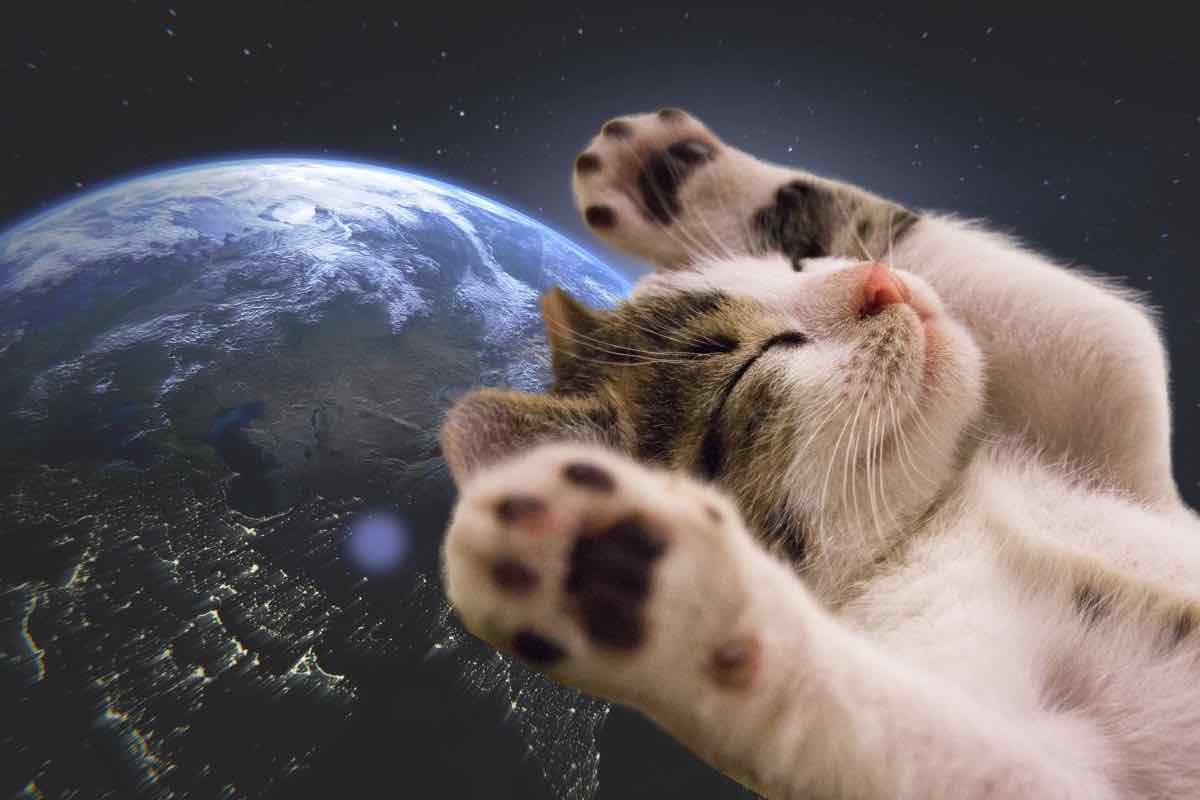 la gatta che viaggiò nello spazio