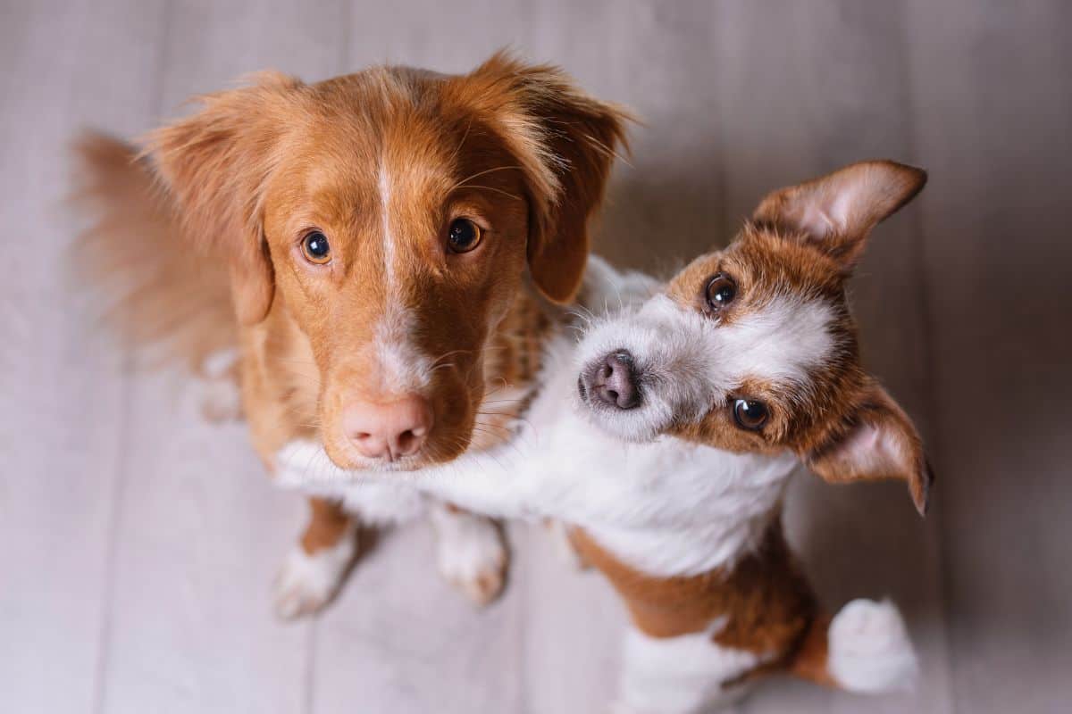 Secondo cane, le razze più socievoli