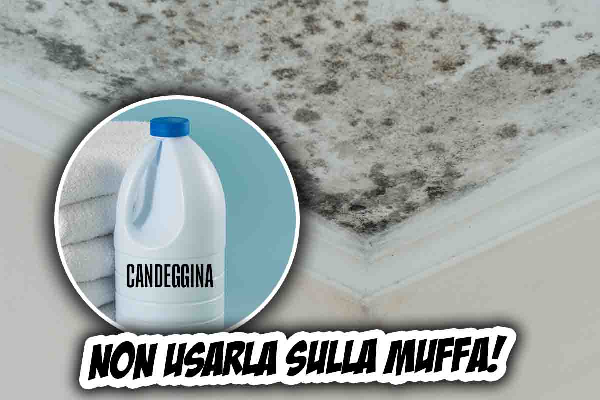 cosa accade se metti candeggina sulla muffa