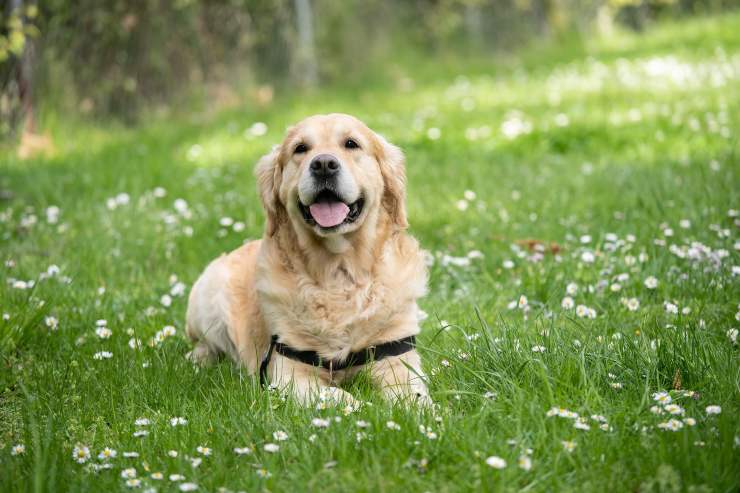 perché il cane mangia l'erba