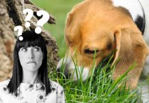 perché il cane mangia l'erba