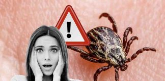 Lyme i sintomi della malattia