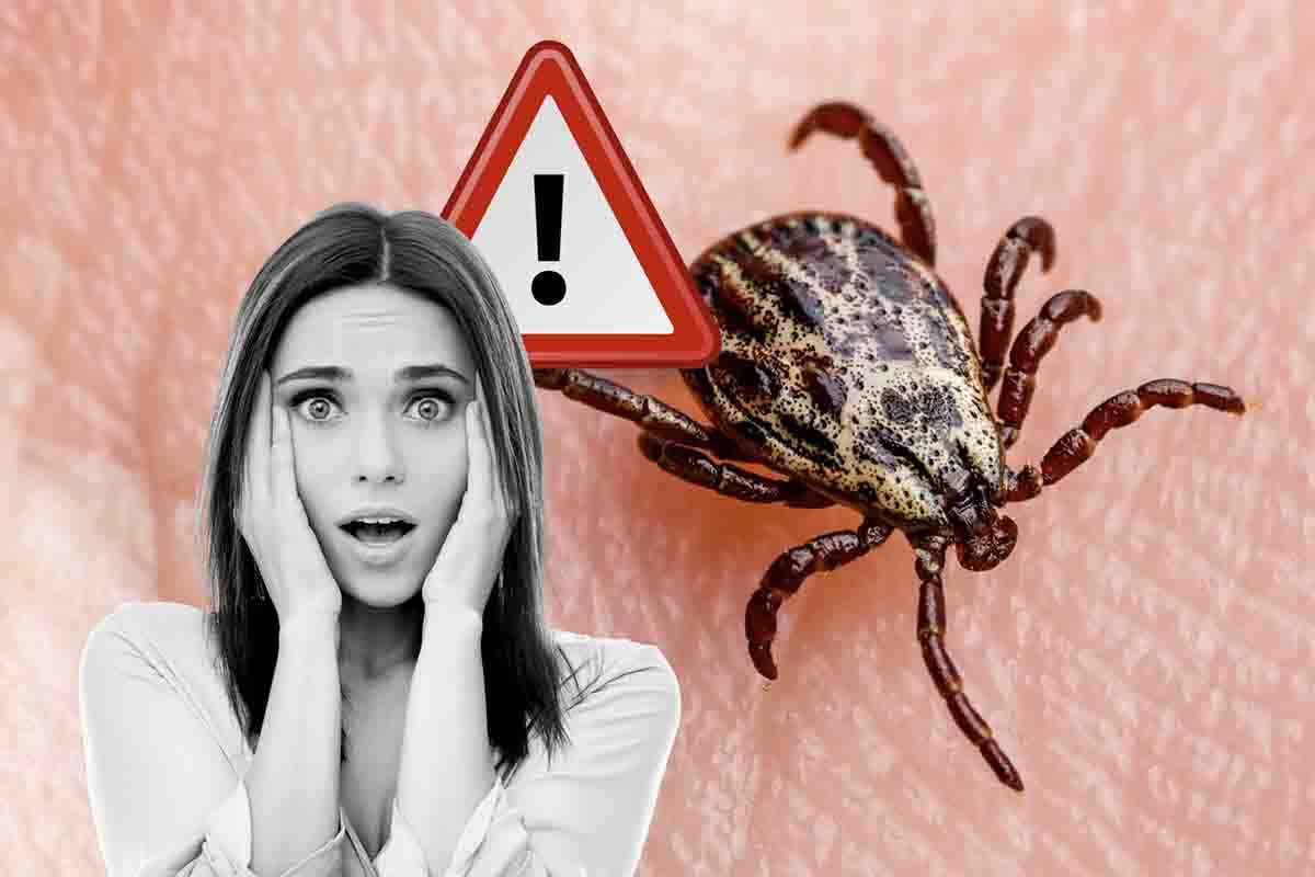 Lyme i sintomi della malattia