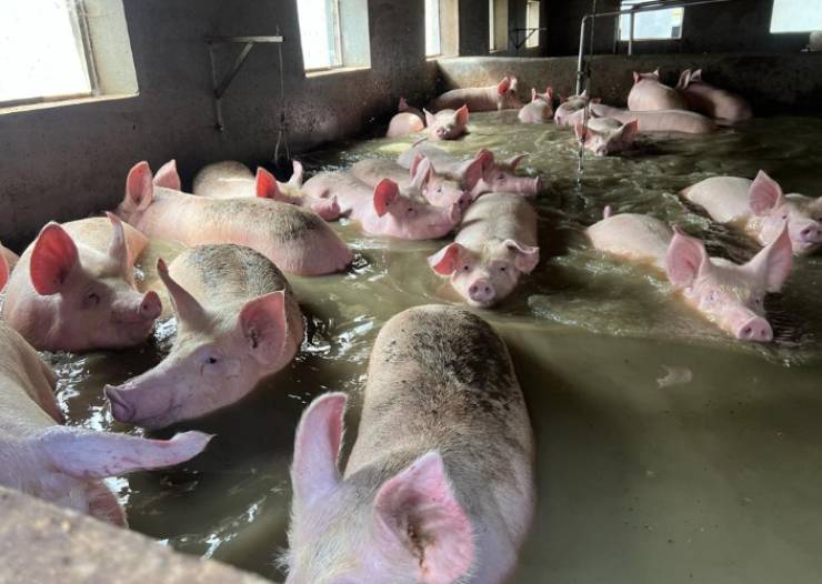 salute maiali per un salame ottimale in casa