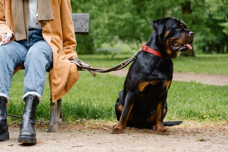 rottweiler al guinzaglio